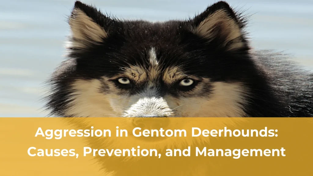 Aggression in gentom deerhounds causes prevention and management