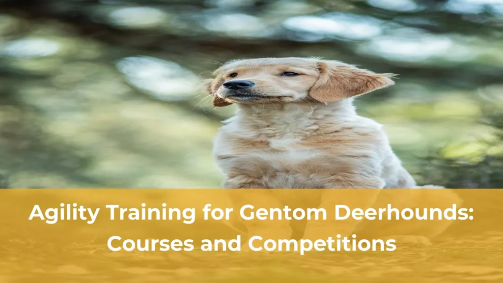 Agility training for gentom deerhounds courses and competitions