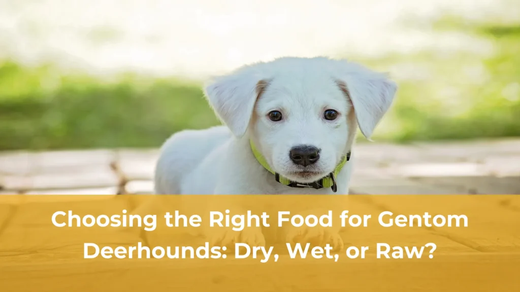 Choosing the right food for gentom deerhounds dry wet or raw