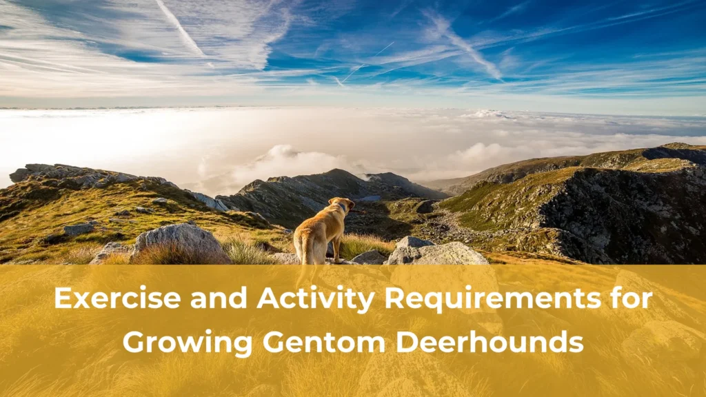 Exercise and activity requirements for growing gentom deerhounds