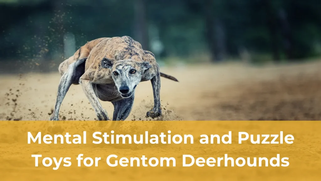 Mental stimulation and puzzle toys for gentom deerhounds