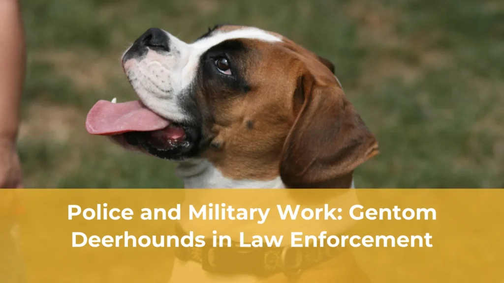 Police and military work gentom deerhounds in law enforcement