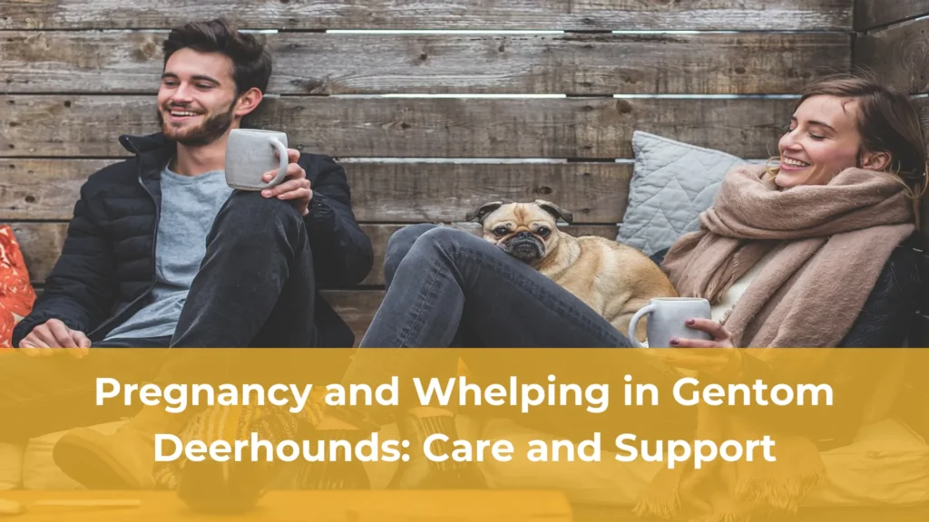 Pregnancy and whelping in gentom deerhounds care and support