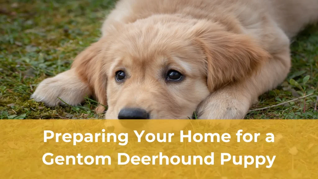 Preparing your home for a gentom deerhound puppy