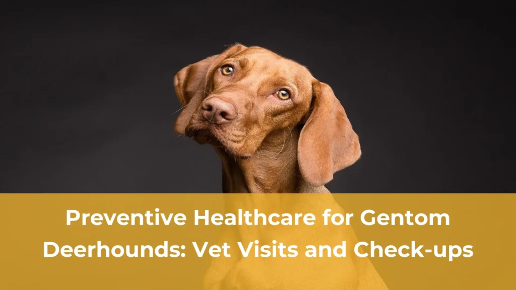 Preventive healthcare for gentom deerhounds vet visits and check ups