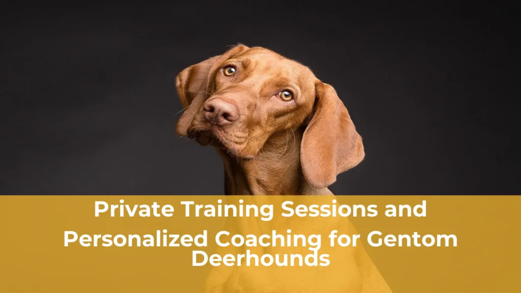 Private training sessions and personalized coaching for gentom deerhounds