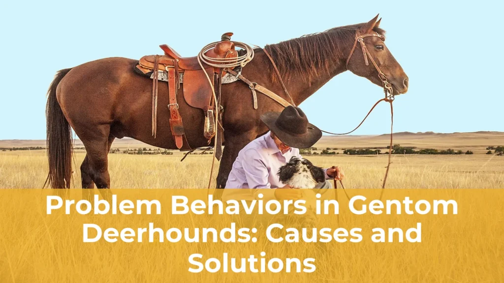 Problem behaviors in gentom deerhounds causes and solutions