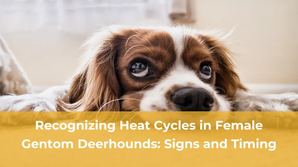 Recognizing heat cycles in female gentom deerhounds signs and timing