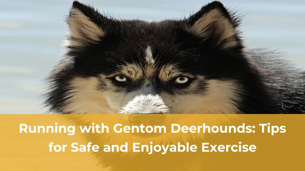 Running with gentom deerhounds tips for safe and enjoyable exercise