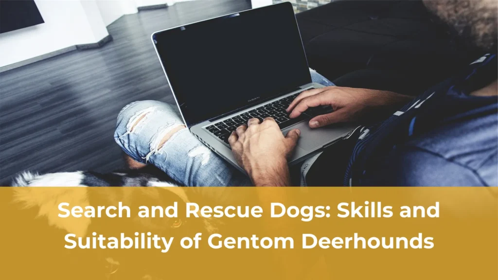 Search and rescue dogs skills and suitability of gentom deerhounds