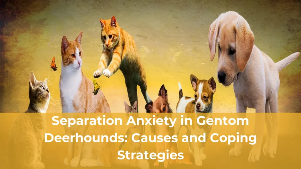 Separation anxiety in gentom deerhounds causes and coping strategies