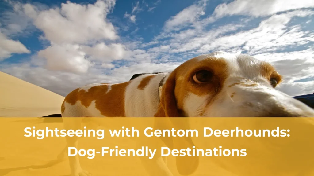 Sightseeing with gentom deerhounds dog friendly destinations