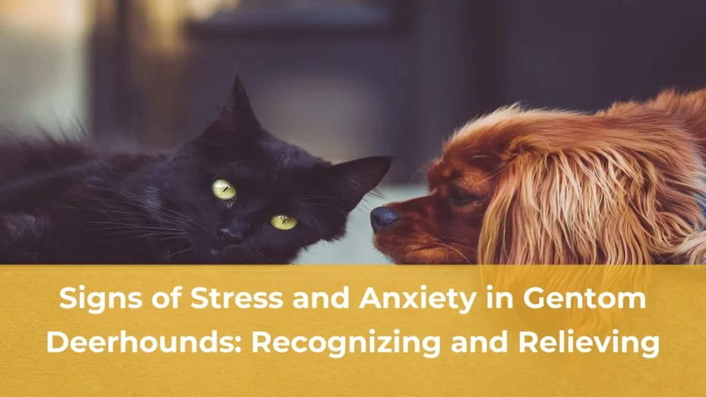 Signs of stress and anxiety in gentom deerhounds recognizing and relieving