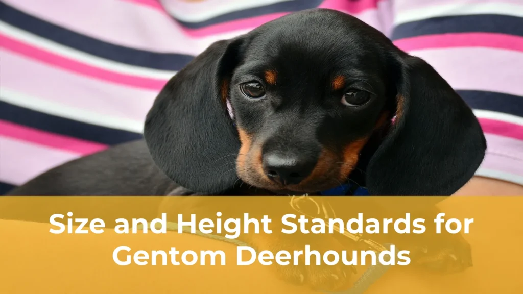 Size and height standards for gentom deerhounds