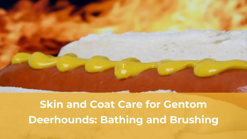 Skin and coat care for gentom deerhounds bathing and brushing