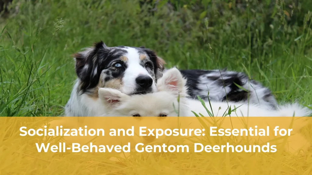 Socialization and exposure essential for well behaved gentom deerhounds