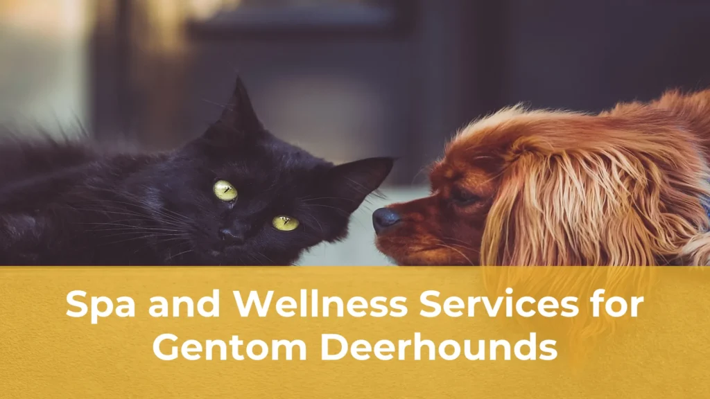 Spa and wellness services for gentom deerhounds