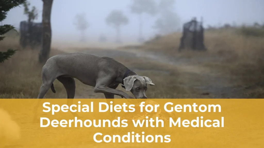 Special diets for gentom deerhounds with medical conditions