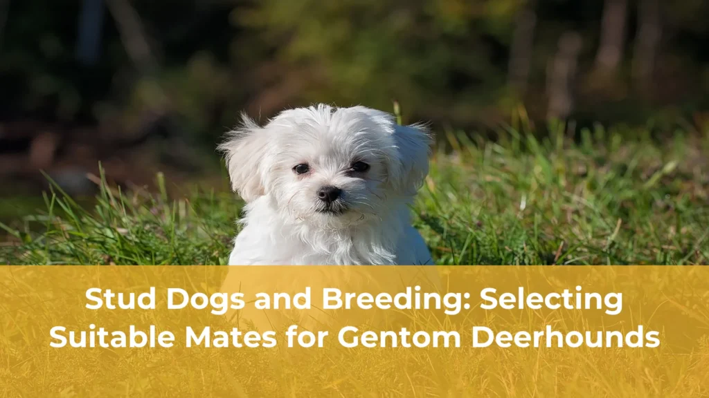 Stud dogs and breeding selecting suitable mates for gentom deerhounds