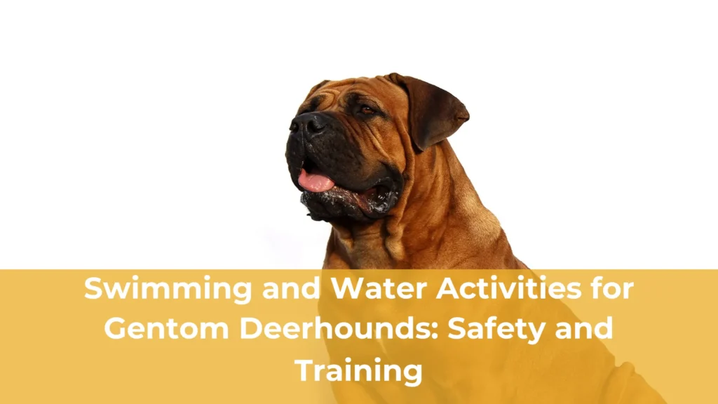 Swimming and water activities for gentom deerhounds safety and training