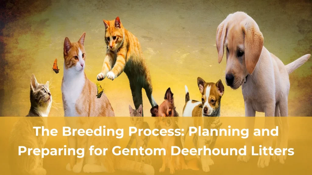 The breeding process planning and preparing for gentom deerhound litters