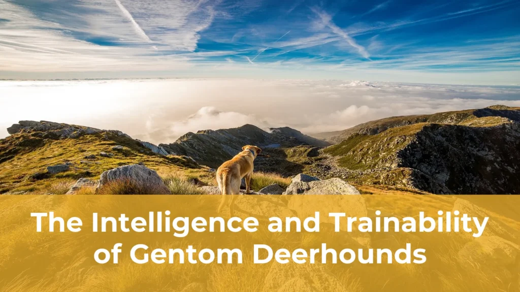 The intelligence and trainability of gentom deerhounds