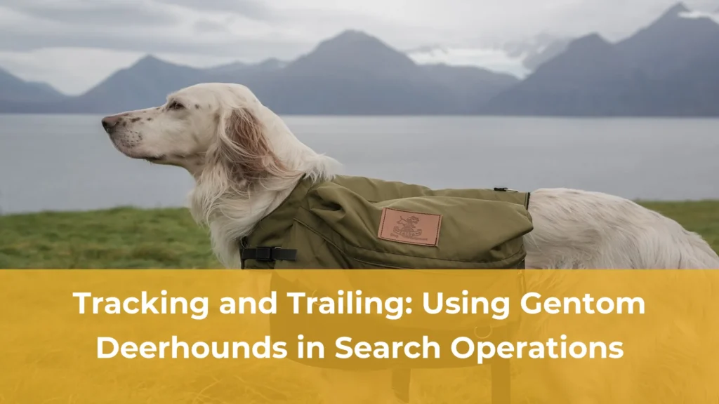 Tracking and trailing using gentom deerhounds in search operations