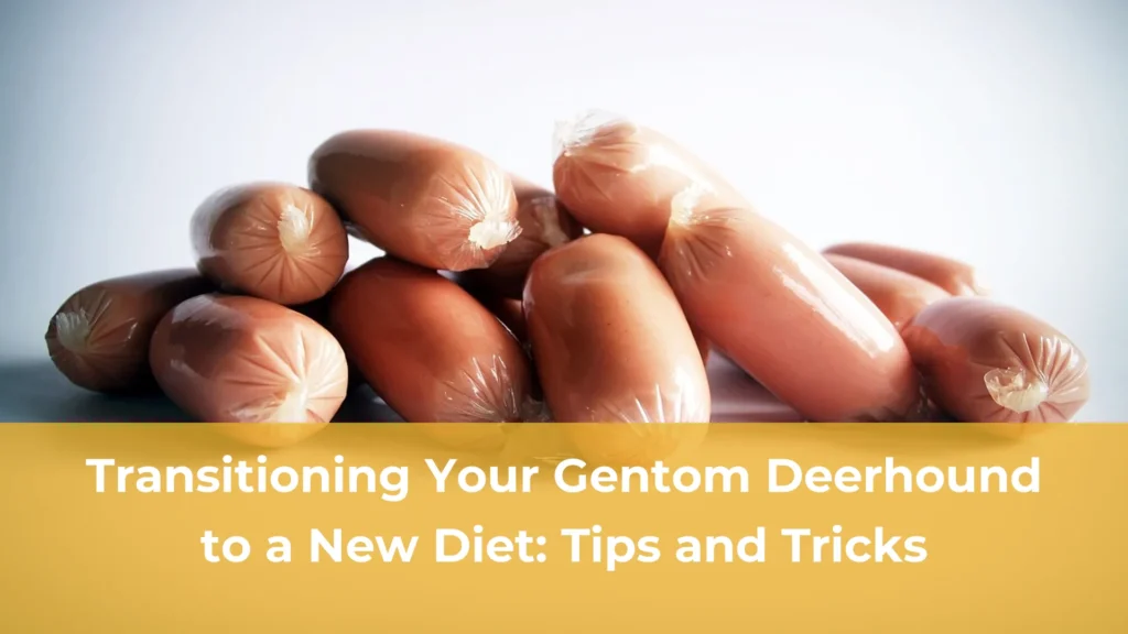 Transitioning your gentom deerhound to a new diet tips and tricks