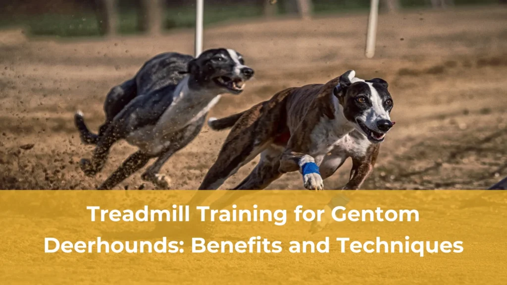 Treadmill training for gentom deerhounds benefits and techniques