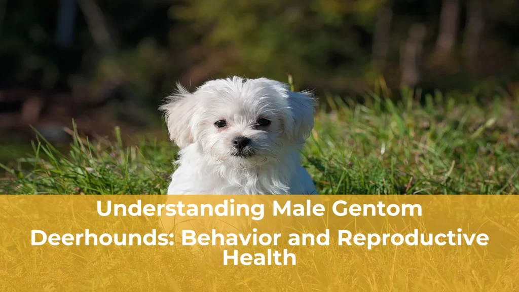 Understanding male gentom deerhounds behavior and reproductive health