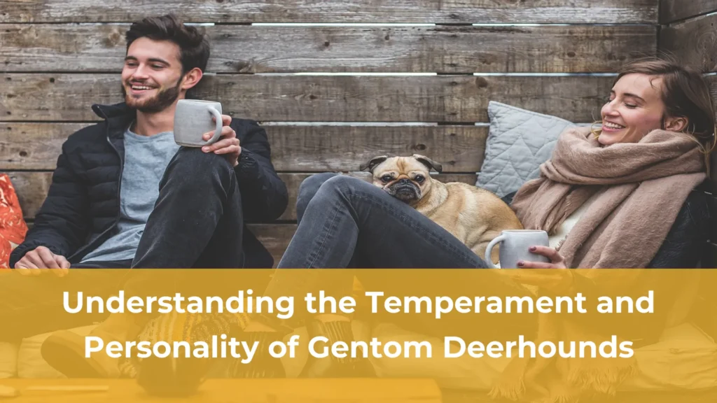 Understanding the temperament and personality of gentom deerhounds