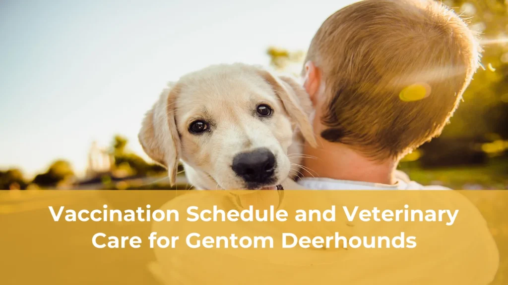 Vaccination schedule and veterinary care for gentom deerhounds